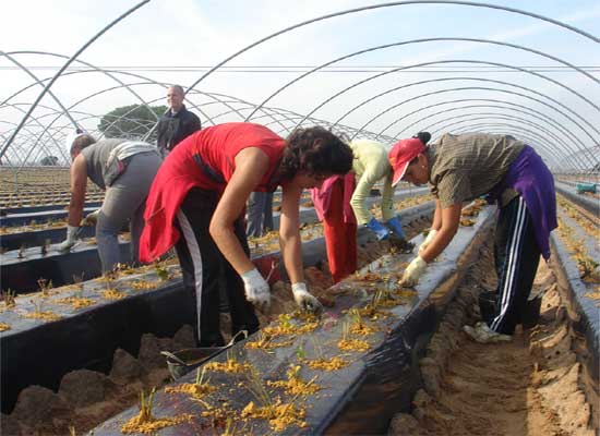 La Feminización de la Pobreza: ¿desigualdad de género reducida a la pobreza?